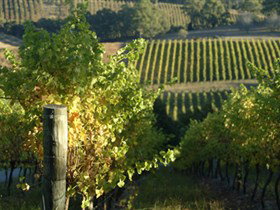 Pike And Joyce Wines - Holiday Adelaide 0