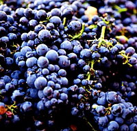 Nandroya Vineyard - Holiday Adelaide