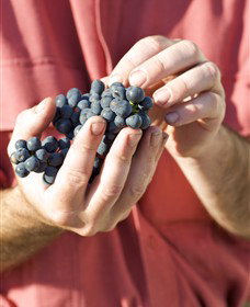 Brown Magpie Wines - Holiday Adelaide 0