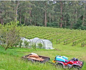 Peveril Vineyard/Beechy Berries - Holiday Adelaide 1
