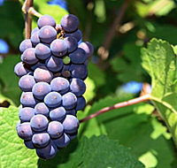 Tinderbox Vineyard - Holiday Adelaide