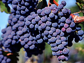 Morningside Vineyard - Holiday Adelaide 0