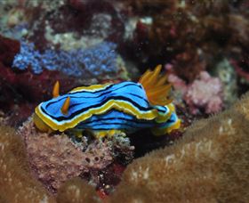 Coral Gardens Dive Site Mooloolaba - Holiday Adelaide 1