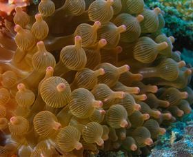 Coral Gardens Dive Site Mooloolaba - Holiday Adelaide 0