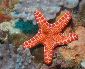 Coral Gardens Dive Site Mooloolaba - Holiday Adelaide 3