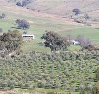 Wymah Organic Olives and Lambs - Holiday Adelaide