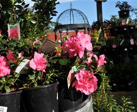 Van Loon's Nursery - Holiday Adelaide 1