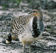 Yongergnow Australian Malleefowl Centre - Holiday Adelaide