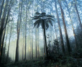 Yarra Ranges National Park - Holiday Adelaide 0