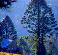 Bunya Mountains National Park - Holiday Adelaide