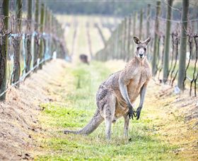 Yabby Lake Vineyard & Cellar Door - Holiday Adelaide 8