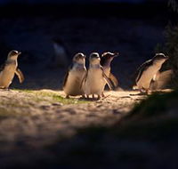 Phillip Island Nature Parks - Holiday Adelaide