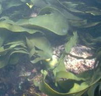 Churchill Island Marine National Park - Holiday Adelaide