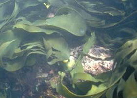 Churchill Island Marine National Park - Holiday Adelaide 0