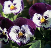 Newtown Park State Rose Garden - Holiday Adelaide