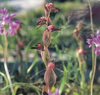 Carnamah-Eneabba Wildflower Drive - Holiday Adelaide