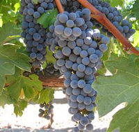 Joshuas Fault Wine - Holiday Adelaide