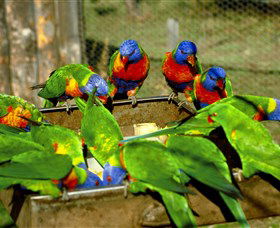Canberra Walk In Aviary - Holiday Adelaide 1