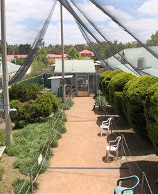 Canberra Walk In Aviary - Holiday Adelaide 3