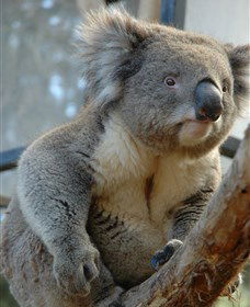 National Zoo & Aquarium - Holiday Adelaide 5