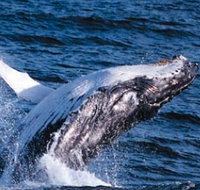 Sydney Eco Whale Watching - Holiday Adelaide