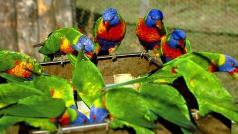 Canberra Walk In Aviary - Holiday Adelaide 4