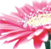 Burwood Plaza - Holiday Adelaide