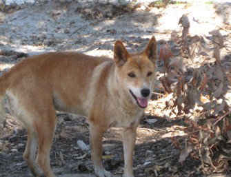 Cohunu Koala Park - Holiday Adelaide 0