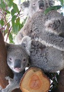 Cohunu Koala Park - Holiday Adelaide 1