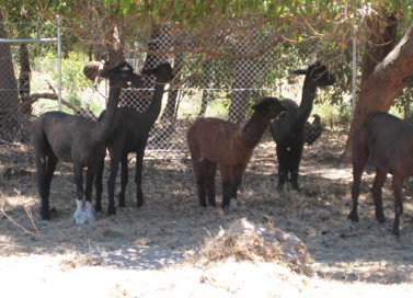 Cohunu Koala Park - Holiday Adelaide 2