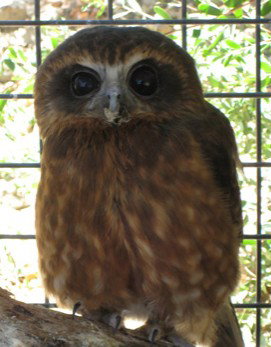 Cohunu Koala Park - Holiday Adelaide 3