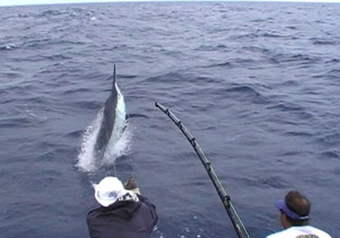 Amokura Charters - Holiday Adelaide 0