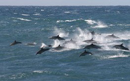 Tamboi Queen Cruises - Holiday Adelaide 0