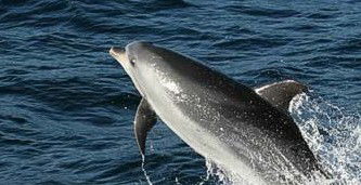 Tamboi Queen Cruises - Holiday Adelaide 2