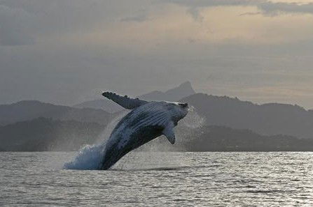 Byron Bay Whale Watching - Holiday Adelaide 1