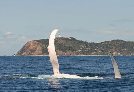 Byron Bay Whale Watching - Holiday Adelaide 3