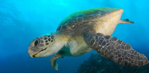 Byron Bay Dive Centre - Holiday Adelaide 0