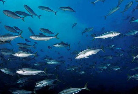 Byron Bay Dive Centre - Holiday Adelaide 2