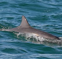 Byron Bay Dolphin Wildlife Tours - Holiday Adelaide