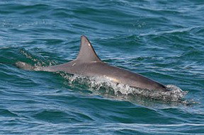 Byron Bay Dolphin Wildlife Tours - Holiday Adelaide 0