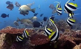 Byron Bay Dolphin Wildlife Tours - Holiday Adelaide 3