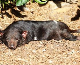 Symbio Wildlife Park - Holiday Adelaide 0