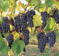 Hills Short Wine and Food Trail - Holiday Adelaide