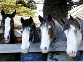 Victor Harbor Horse Drawn Tramway - Holiday Adelaide 0