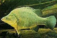 Charleville - Bakers Bend Warrego River Fishing Spot - Holiday Adelaide 2