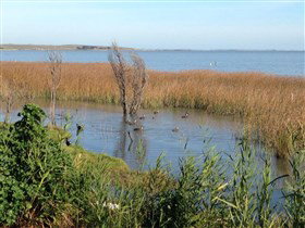 Meningie's Pelican Path - Yunti Ngopun Ngami - Holiday Adelaide 3