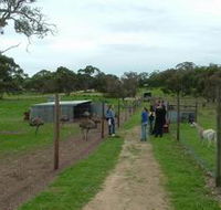 Avenue Emus - Holiday Adelaide