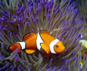 Belgian Gardens QLD Holiday Adelaide