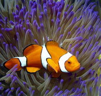 Reef HQ Aquarium - Holiday Adelaide