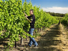 Patrick Of Coonawarra - Holiday Adelaide 0